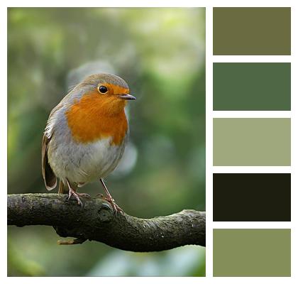 Robin Erithacus Rubecula Bird Image